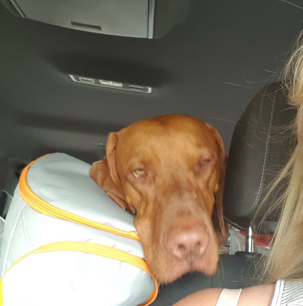 Sick as a dug | 'A hate travelling'