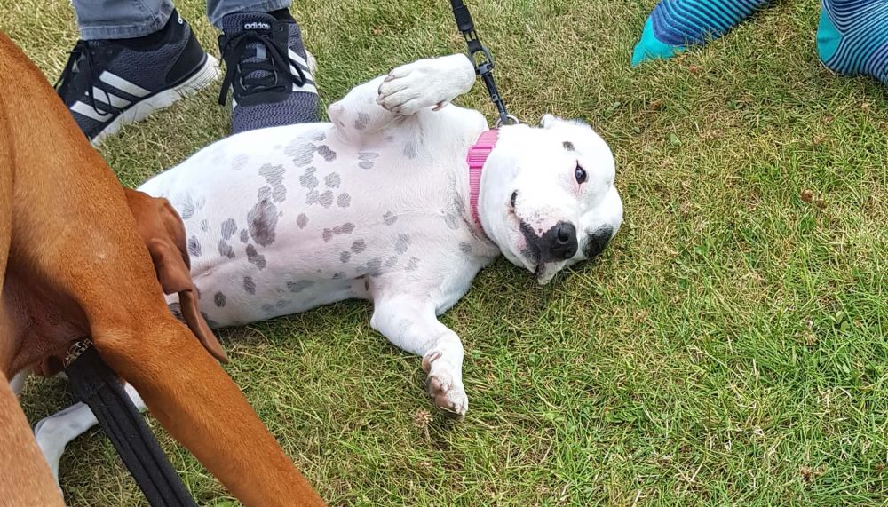 That beautiful wee 'staffy' forgot her name already