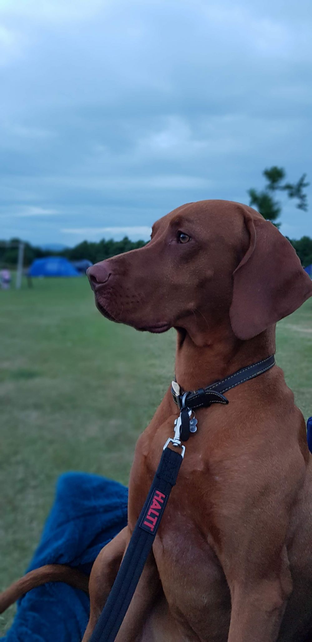 What a cracking camping trip. Thanks. Ben The Vizsla
